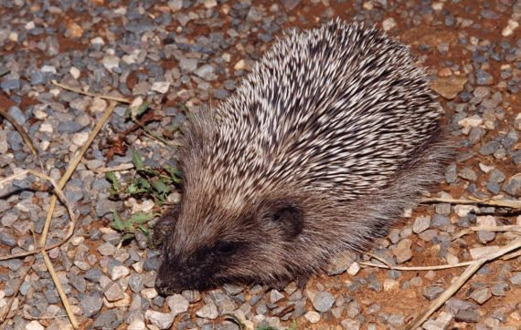 H&eacute;risson d'Europe (Erinaceus europaeus) &copy; Philippe Geniez